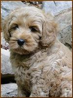 Jolie Ripley puppies 8 weeks old gold 012