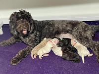 Group puppy Photos