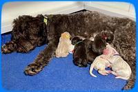 Kenzie Dansby pups newborn 1100