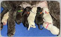 Kenzie Dansby pups newborn 2100
