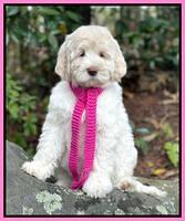 Individual puppy photos