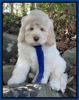 Dublin Family: “BODHI”8 week weight 15 lbs  13 oz
