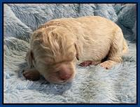 Kenzie Dansby 1 week old 11
