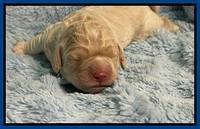 Kenzie Dansby 1 week old 31
