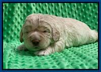 Kenzie Dansby 2 week old 51