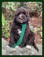 McDonald family: “BEAU” 8 week weight 16 lbs  4 oz