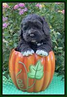 Kenzie Dansby 5 week old 181