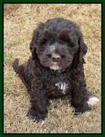 Kenzie Dansby 6 week old 221