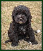 Kenzie Dansby 6 week old 231