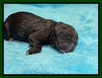 Kenzie Dansby pups newborn 61