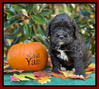 Kenzie Dansby 4 week old 111