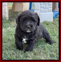 Kenzie Dansby 5 week old 141