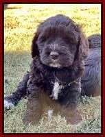 Kenzie Dansby 6 week old 161