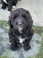 Kenzie Dansby 7 week old 101
