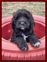 Kenzie Dansby 7 week old 131