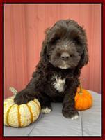 Kenzie Dansby 7 week old 91