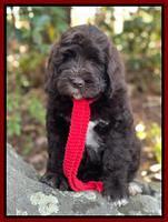 Kenzie Dansby 8 week old 228000