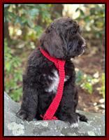Kenzie Dansby 8 week old 238000