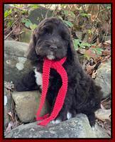 Kenzie Dansby 8 week old 248000