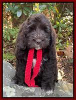 Kenzie Dansby 8 week old 258000
