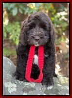 Kenzie Dansby 8 week old 268000