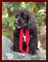 Kenzie Dansby 8 week old 278000