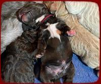 Kenzie Dansby group 4 weeks old 51