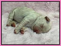Kenzie Dansby 1 week old 131