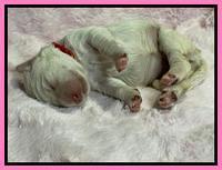 Kenzie Dansby 1 week old 141