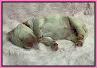 Kenzie Dansby 1 week old 151