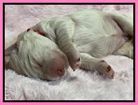 Kenzie Dansby 1 week old 161
