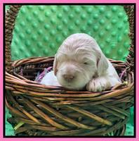 Kenzie Dansby 2 week old 161