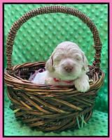 Kenzie Dansby 2 week old 181