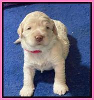 Kenzie Dansby 3 week old 191