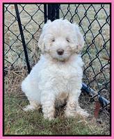Kenzie Dansby 7 week old 311