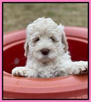 Kenzie Dansby 7 week old 331