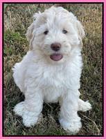 Kenzie Dansby 7 week old 4463