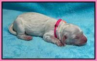 Kenzie Dansby pups newborn 111