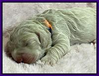 Kenzie Dansby 1 week old 171