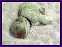 Kenzie Dansby 1 week old 211