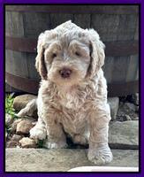 Kenzie Dansby 6 week old 351