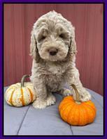 Kenzie Dansby 7 week old 381