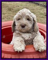 Kenzie Dansby 7 week old 401