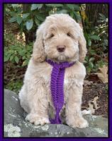 Kenzie Dansby 8 week old 138000