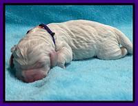 Kenzie Dansby pups newborn 151