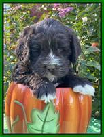 Kenzie Dansby 5 week old 351