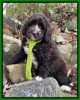 Kenzie Dansby 8 week old 141