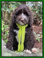 Kenzie Dansby 8 week old 91