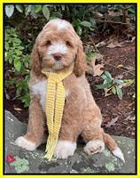McLaughlin family: God of the Sun Helios "LiO" 8 week weight 14 lbs 2 oz