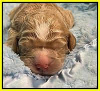 Kenzie Dansby 1 week old 271